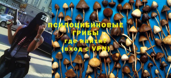 прущие грибы Беломорск